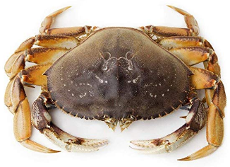 [H-Mart가 제공하는 유용한 식품 상식] ‘던지니스 크랩(Dungeness Crab)’ - 시카고 한국일보 - Korea Times